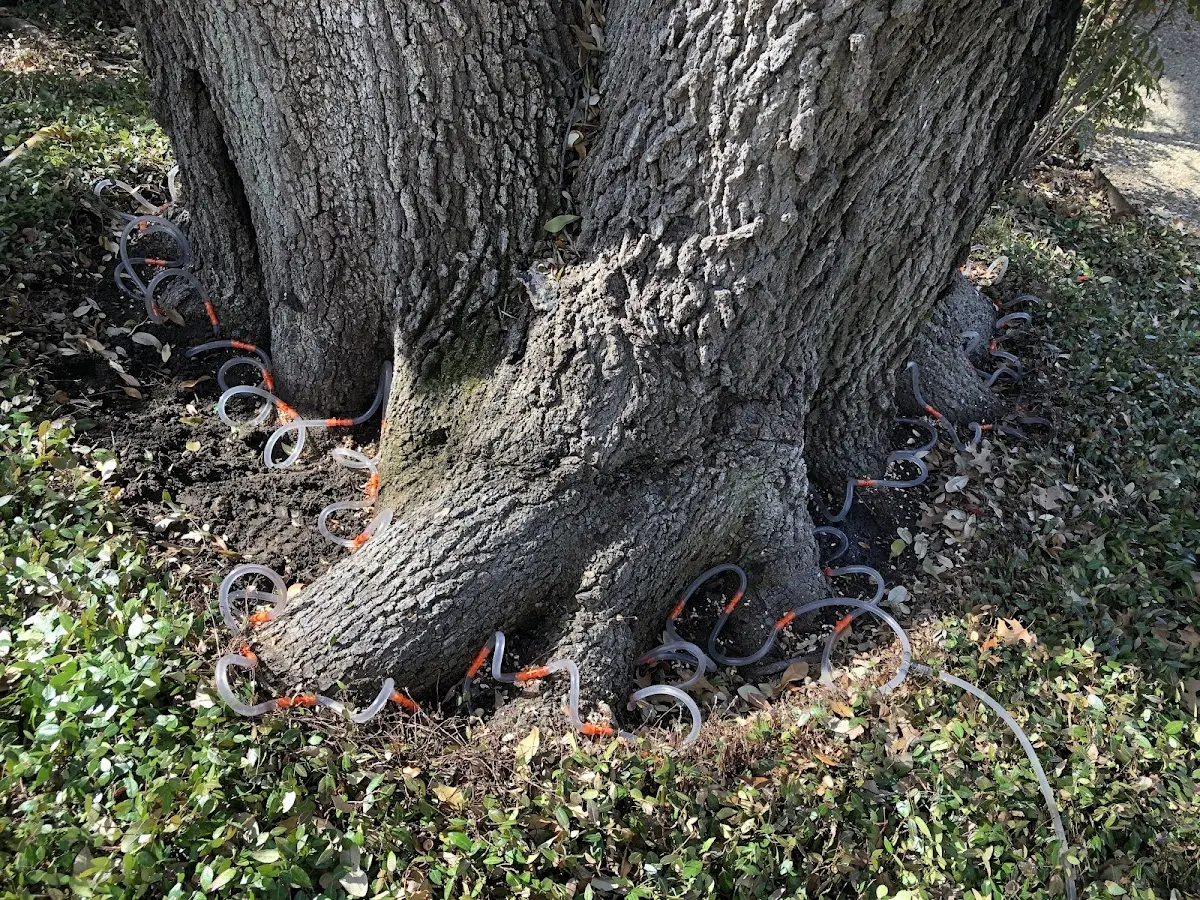 Detailed Tree Cabling and Bracing job site in Hagerman
