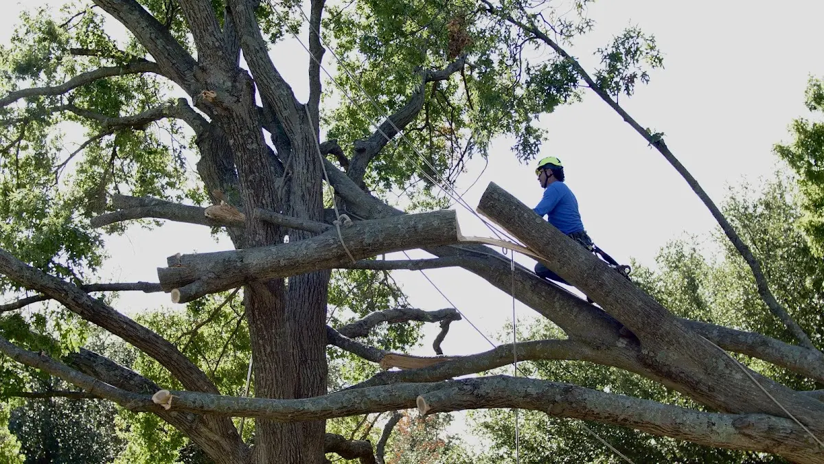Professional Crown Thinning performed by certified arborists in Hagerman